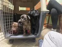 Bernard, a male Pug and Brussels Griffon for sale in Bloomington, IL – Photo 6 of 10