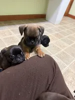 Bernard, a male Pug and Brussels Griffon for sale in Bloomington, IL – Photo 4 of 10