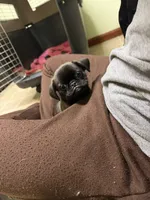 Bernard, a male Pug and Brussels Griffon for sale in Bloomington, IL – Photo 10 of 10