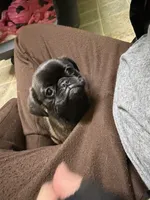 Bernard, a male Pug and Brussels Griffon for sale in Bloomington, IL – Photo 2 of 10