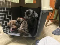 Bernard, a male Pug and Brussels Griffon for sale in Bloomington, IL – Photo 7 of 10