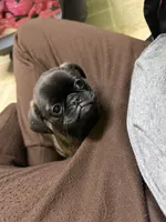 Bernard, a male Pug and Brussels Griffon for sale in Bloomington, IL – Photo 9 of 10