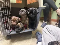 Bernard, a male Pug and Brussels Griffon for sale in Bloomington, IL – Photo 8 of 10