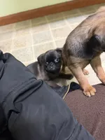 Bernard, a male Pug and Brussels Griffon for sale in Bloomington, IL – Photo 3 of 10