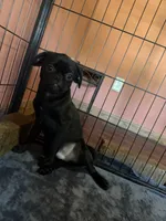 Charles, a male Pug and Brussels Griffon for sale in Bloomington, IL – 10 of 10