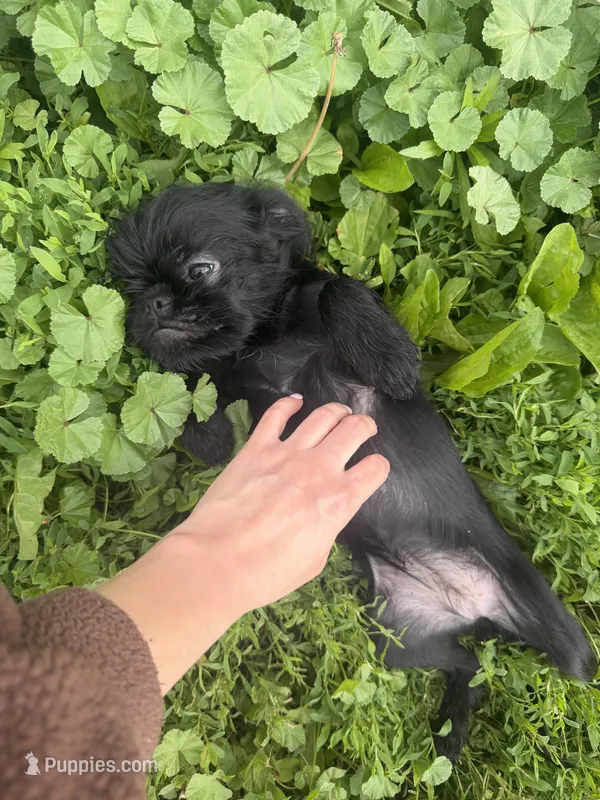 Astrid – Brussels Griffon puppy for sale in Bloomington, IL