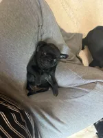 Patty, a female Pug for sale in Bloomington, IL – 3 of 10