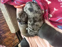 Count Chocula Jr., a male Pug for sale in Bloomington, IL – 6 of 10