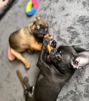 Dobby, a male Pug and Brussels Griffon for sale in Bloomington, IL – Photo 10 of 10