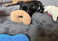 Dobby, a male Pug and Brussels Griffon for sale in Bloomington, IL – Photo 5 of 10