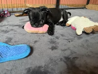 Dobby, a male Pug and Brussels Griffon for sale in Bloomington, IL – Photo 1 of 10