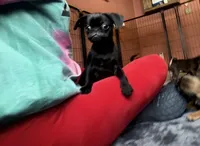 Dobby, a male Pug and Brussels Griffon for sale in Bloomington, IL – Photo 2 of 10