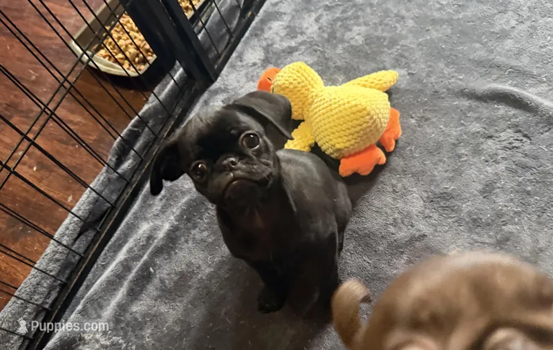Dobby – Pug, Brussels Griffon puppy for sale in Bloomington, IL