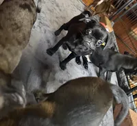 Dobby, a male Pug and Brussels Griffon for sale in Bloomington, IL – Photo 6 of 10