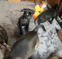 Dobby, a male Pug and Brussels Griffon for sale in Bloomington, IL – Photo 3 of 10