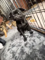 Dobby, a male Pug and Brussels Griffon for sale in Bloomington, IL – Photo 8 of 10