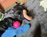 Dobby, a male Pug and Brussels Griffon for sale in Bloomington, IL – Photo 9 of 10