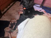 Bert, a male Pug for sale in Bloomington, IL – 5 of 10