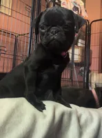 Petal, a female Pug for sale in Bloomington, IL – 4 of 10