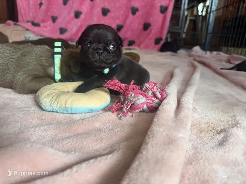 Nugget – Pug puppy for sale in Bloomington, IL