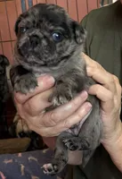 Beans, a male Pug for sale in Bloomington, IL – 2 of 10