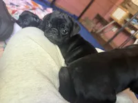 Nugget, a male Pug for sale in Bloomington, IL – 7 of 9