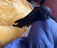Nuggie, a male Pug for sale in Bloomington, IL – 8 of 10
