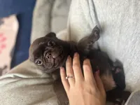 Ferrero, a male Pug for sale in Bloomington, IL – 3 of 10