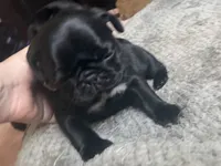 Pippa , a female Pug for sale in Bloomington, IL – 4 of 10