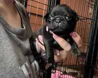 Petal, a female Pug for sale in Bloomington, IL – 3 of 10