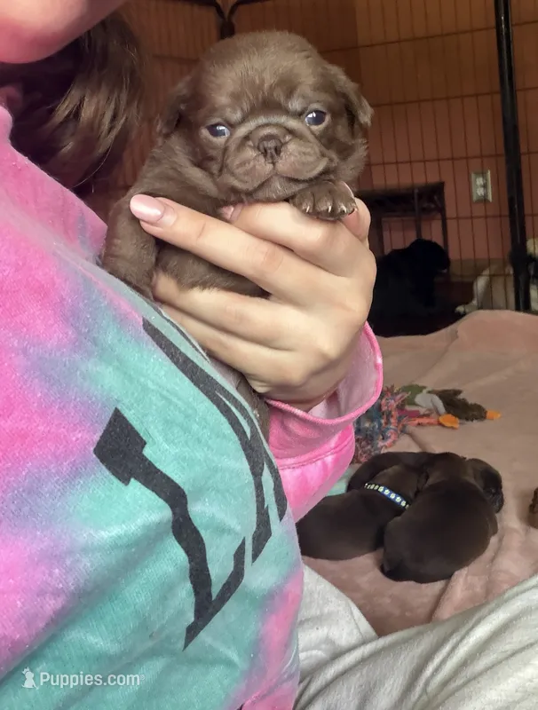 Kevin – Pug puppy for sale in Bloomington, IL