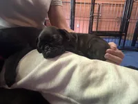 Marie, a female Pug for sale in Bloomington, IL – 2 of 10
