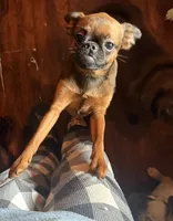 Rex, a male Brussels Griffon for sale in Bloomington, IL – 4 of 10