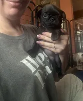 Petal, a female Pug for sale in Bloomington, IL – 10 of 10