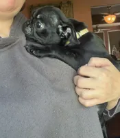 Isabelle, a female Pug for sale in Bloomington, IL – 5 of 10