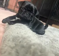 Pippa , a female Pug for sale in Bloomington, IL – 10 of 10