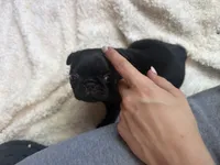 Ted, a male Pug for sale in Bloomington, IL – 7 of 10
