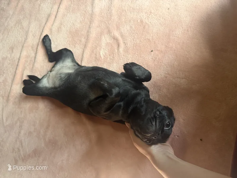 Pearl – Pug, Brussels Griffon puppy for sale in Bloomington, IL