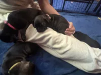 Marie, a female Pug for sale in Bloomington, IL – 7 of 10