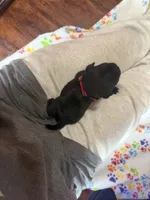 Berry, a male Pug for sale in Bloomington, IL – 6 of 10