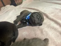 Count Chocula Jr., a male Pug for sale in Bloomington, IL – 7 of 10
