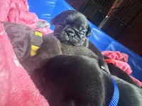 Nemo, a male Pug for sale in Bloomington, IL – 10 of 10