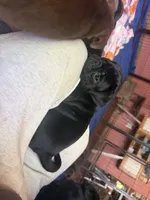 Nugget, a male Pug for sale in Bloomington, IL – 3 of 9