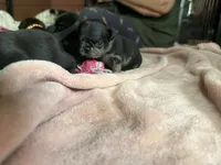 Coraline, a female Pug for sale in Bloomington, IL – 5 of 10