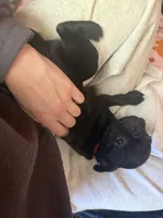 Bert, a male Pug for sale in Bloomington, IL – 9 of 10