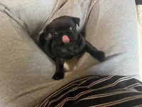 Patty, a female Pug for sale in Bloomington, IL – 1 of 10