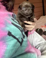 Arnold , a male Pug for sale in Bloomington, IL – 2 of 10