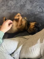 Fiona, a female Pug and Brussels Griffon for sale in Bloomington, IL – 8 of 9