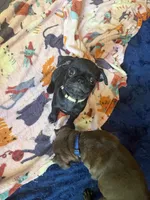 Isabelle, a female Pug for sale in Bloomington, IL – 8 of 10