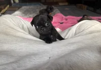 Nuggie, a male Pug for sale in Bloomington, IL – 6 of 10